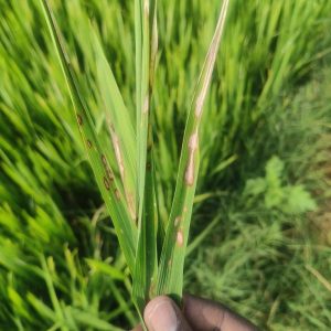 Common Paddy Fungal Diseases